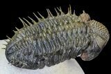 Excellent Spiny Drotops Armatus Trilobite - #77643-1